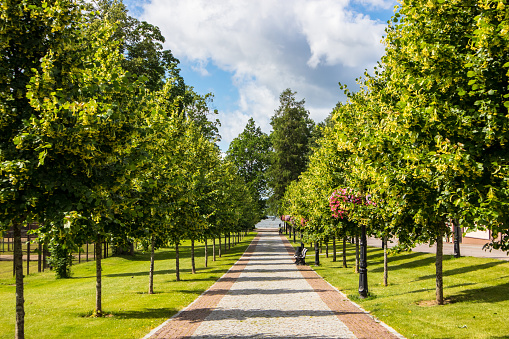 Tilia cordata small-leaved linden tree alley leading to lake Tamula in city of Võru, Estonia ( Europe) in summer of 2019.