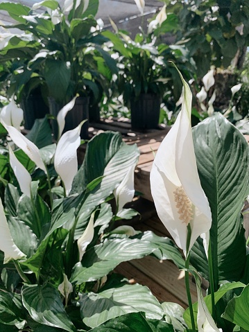 Peace Lily Plant also known as a Spathiphyllum 'Mauna Loa' plant in bright natural light. A large Peace Lily Houseplant in South Florida. \n\n\nSpathiphyllum is a genus of about 40 species of monocotyledonous flowering plants in the family Araceae, native to tropical regions of the Americas and southeastern Asia. Certain species of Spathiphyllum are commonly known as Spath or peace lilies.\n\nSeveral species are popular indoor houseplants. It lives best in shade and needs little sunlight to thrive, and is watered approximately once a week. The soil is best left moist but only needs watering if the soil is dry. The NASA Clean Air Study found that Spathiphyllum cleans indoor air of certain environmental contaminants, including benzene and formaldehyde.