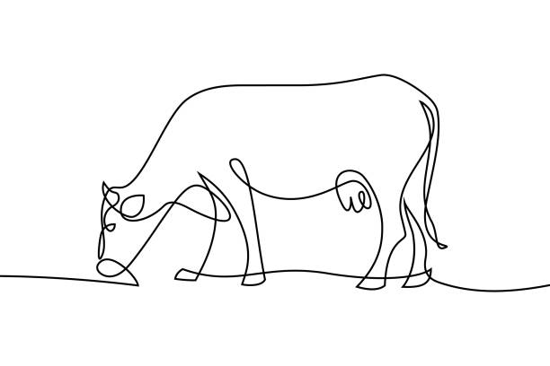 Grazing cow Cow on pasture in continuous line art drawing style. Grazing cow minimalist black linear sketch isolated on white background. Vector illustration beef cattle feeding stock illustrations