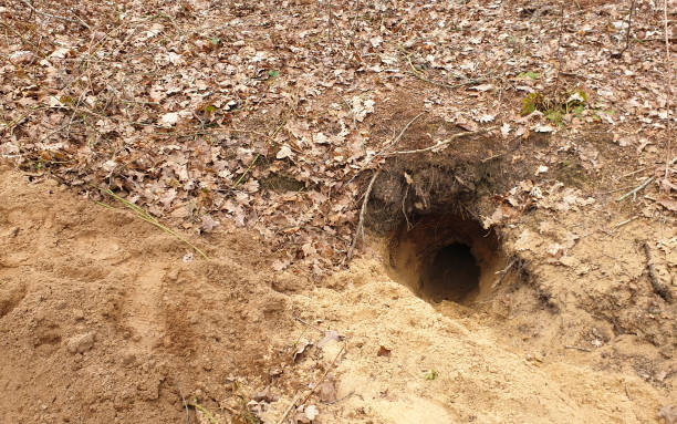 istock Entrance badger den in the woods 1315211758