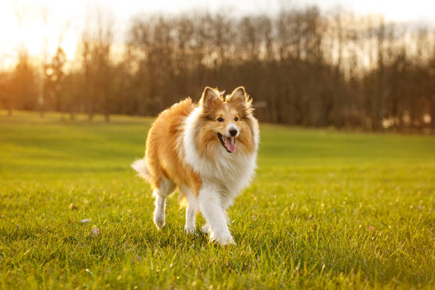 istock A happy dog is running by the meadow. 1315211814