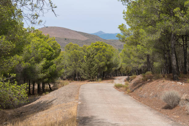 istock forest road in southern Spain 1315212291