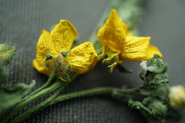 macro of wilting wildflowers - 2843 imagens e fotografias de stock