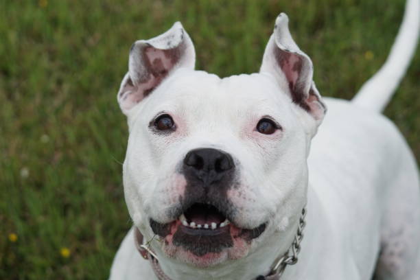 istock All American Bulldog Smiling 1315213127