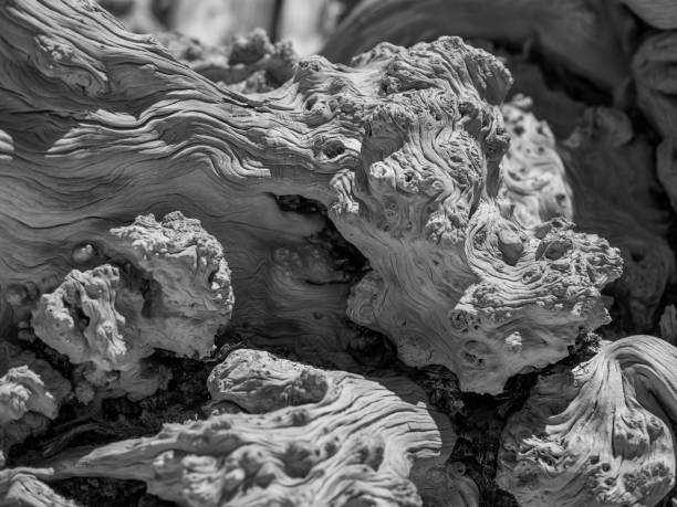 Greece - Crete, sandy beach with sea view and old tree trunk