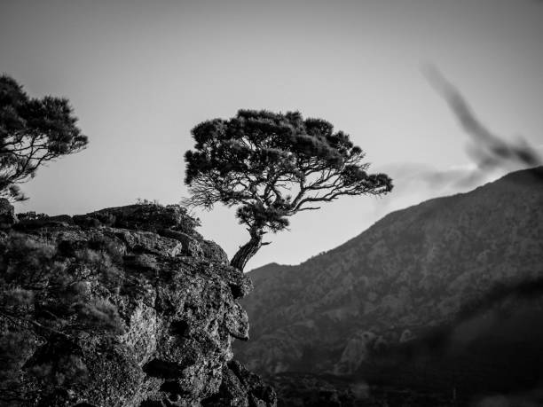 istock Lonely tree on rock formation, Crete - Greece 1315213395