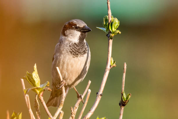 istock Male house sparrow sitting on a branch 1315213708