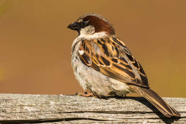 istock Male house sparrow sits on a branch 1315213878