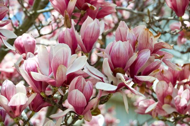 fleurs de magnolia - sunlight flower magnolia flower head photos et images de collection