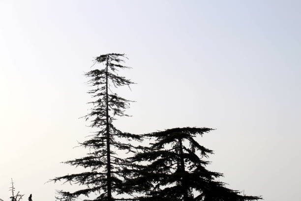 istock OUR LADY OF LEBANON HARISSA 1315214846