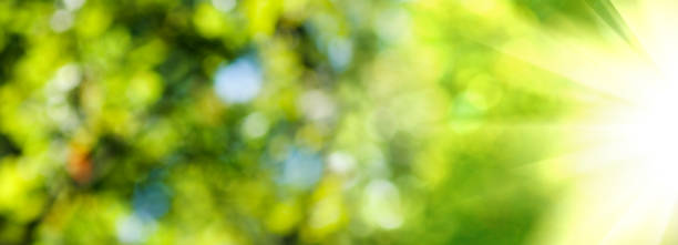 istock image of the sun on a green background 1315215427