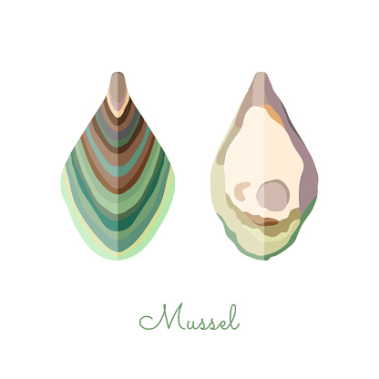 Flat Musselshell Mussle Shells In Flat Style Isolated On White Stock Illustration ...