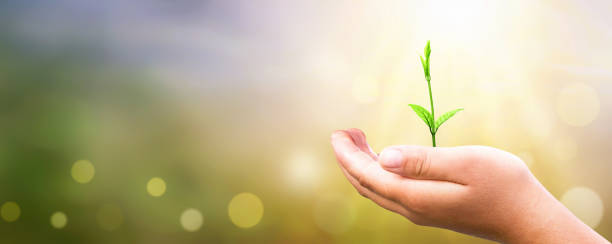 istock World environment day concept: Human hand holding small tree over blurred agriculture field background 1315216947