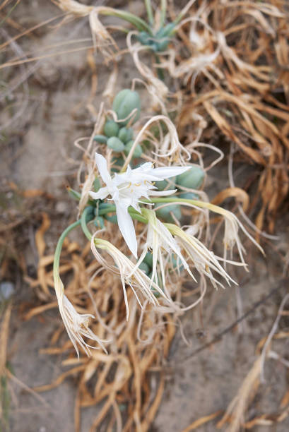 istock Pancratium maritimum white flowers 1315217735