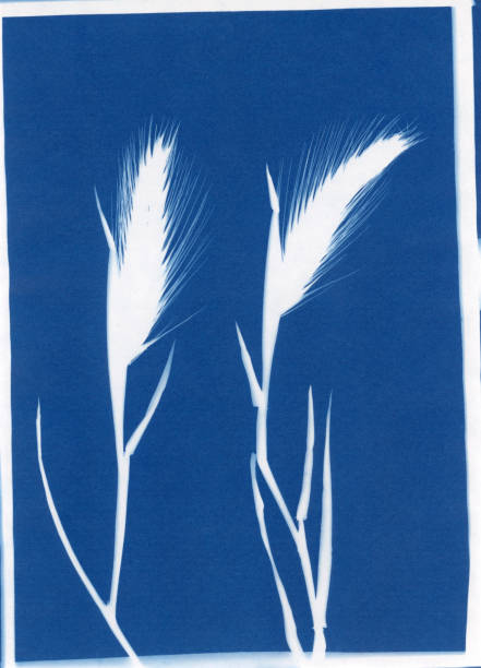 istock cyanotype print of hare barley grass 1315217910