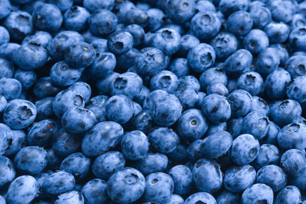 istock Fresh blueberry background. Texture blueberry berries close up. 1315218037