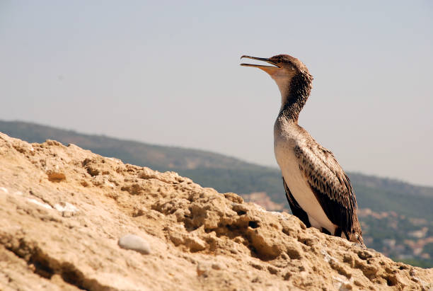 istock cormorant on the rock 1315220282