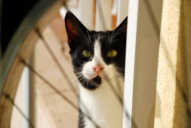 istock cat with nice eyes and beautiful hair 1315220300