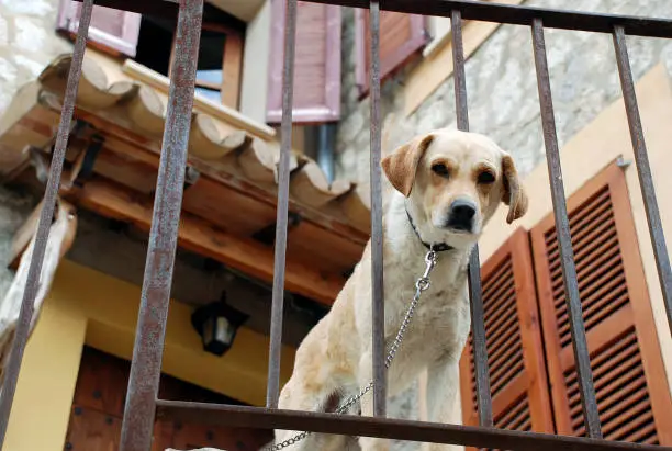 Photo of dog in a balcony