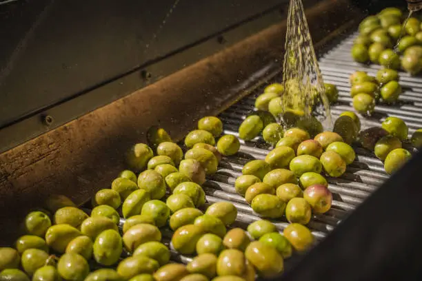 Photo of Machine washing olives