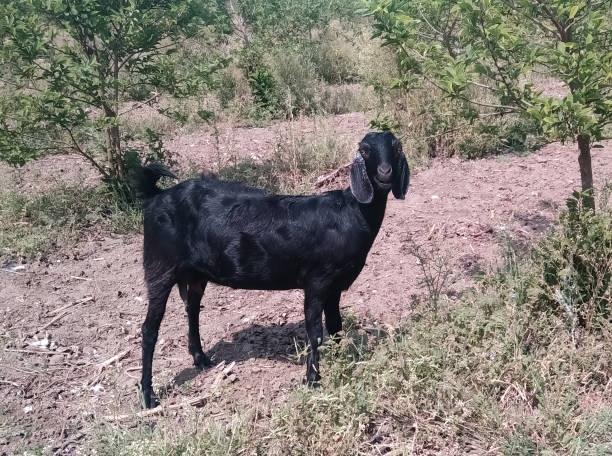 istock Black female Goat looking at camera, looking forward at farm wild animals. 1315220554