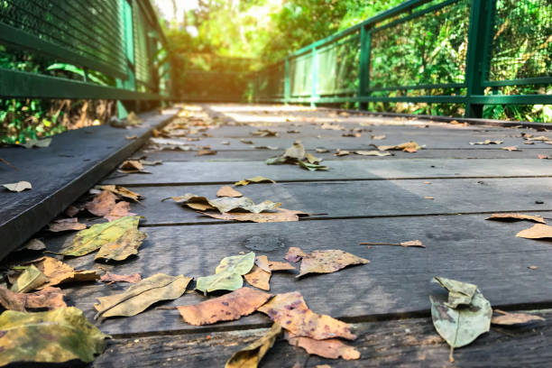 A bridge in the forest natural background