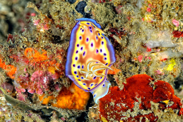 istock A picture of some beautiful and colored nudibranches 1315221697