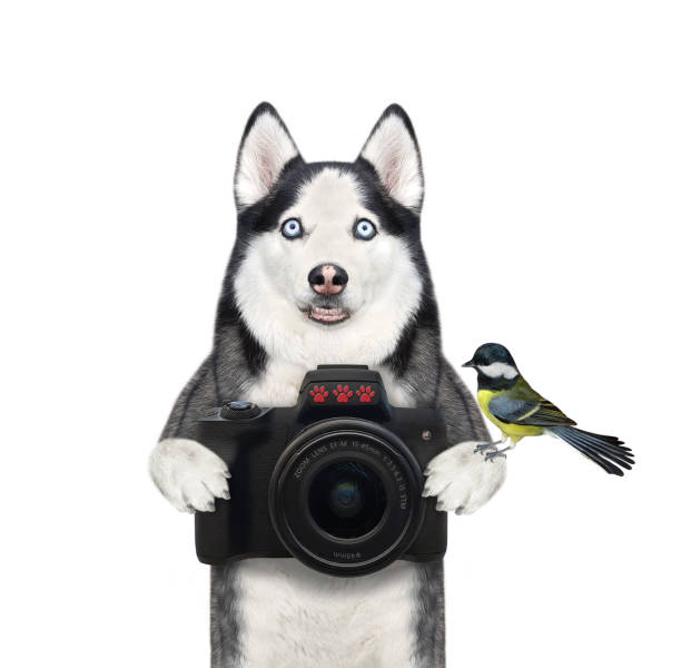 istock Dog husky holds black camera 1315223012