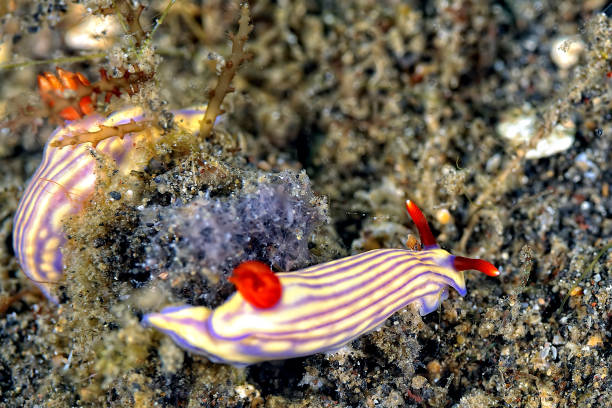 istock A picture of some beautiful and colored nudibranches 1315223559