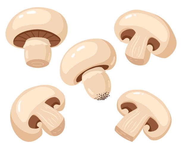 kreskówka champignon. jadalne smaczne dojrzałe plastry grzybów, pyszne surowe grzyby champignon zestaw ilustracji wektorowych. świeży champignon - kania-grzyb-jadalny-obrazy stock illustrations