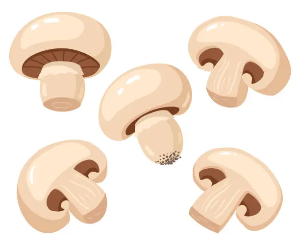 Vector illustration of Cartoon champignon. Edible tasty ripe mushroom slices, delicious raw champignon mushrooms vector illustration set. Fresh champignon