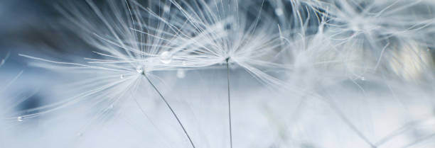 una gota de agua sobre la semilla dandelion.dandelion sobre un fondo floral abstracto azul con primer plano del espacio de copia. estandarte. - dandelion water flower abstract fotografías e imágenes de stock