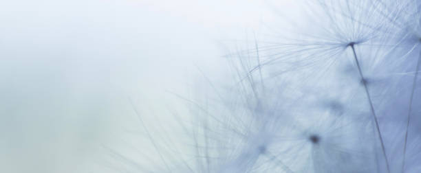 una gota de agua sobre la semilla dandelion.dandelion sobre un fondo floral abstracto azul con primer plano del espacio de copia. estandarte. - dandelion water flower abstract fotografías e imágenes de stock