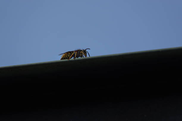 istock one  wasp crawling on the edge of a roof 1315226118