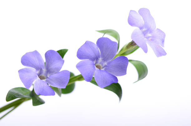 istock Purple periwinkle flowers on a white background. 1315226341