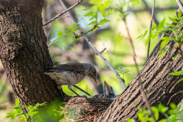 istock Thrush fieldfare, Turdus pilaris, in a nest with chicks 1315227331