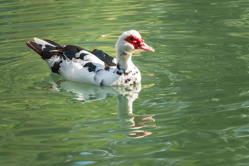 White and black duck with red head, The Muscovy duck, swims in the pond. The Muscovy duck, lat. Cairina moschata is a large duck native to Mexico and Central and South America.