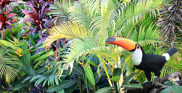 Horizontal banner with beautiful colorful toucan bird (Ramphastidae) on a branch in a rainforest. On blurred background of green color. Copy space for text