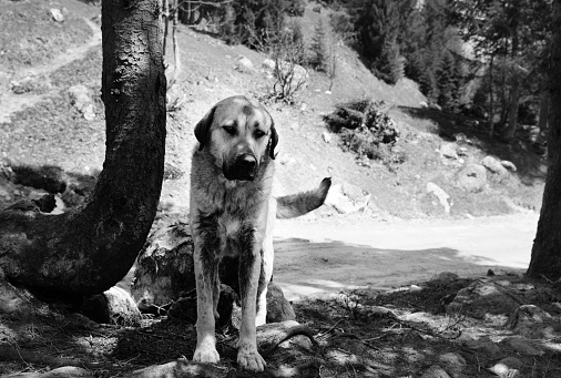 Homeless dog with droopy ears looks sad eyes. Lonely hungry dog standing in shade of forest trees near dirt road. Black and white toned image.