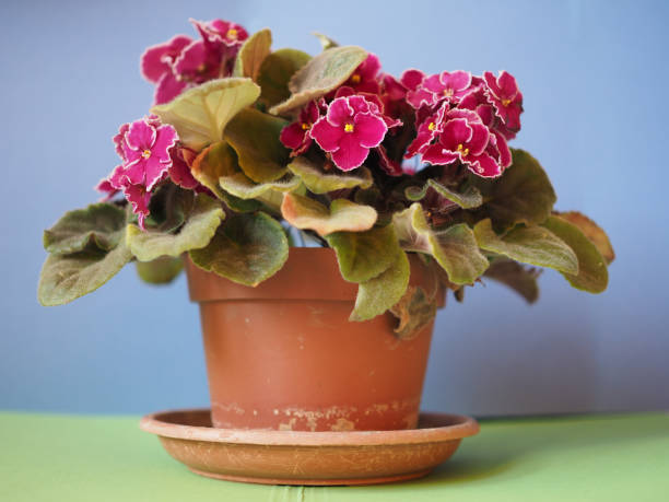 istock purple saintpaulia flower 1315230114