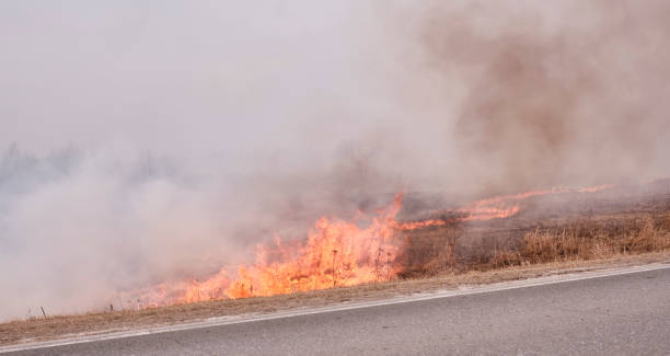 istock Dry grass burns on the field near the road. 1315230341