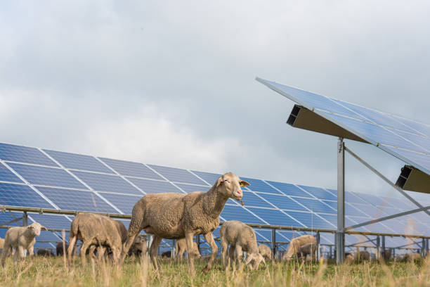 solar power panels with grazing sheeps - photovoltaic system - blue cloudscape contemporary electricity imagens e fotografias de stock