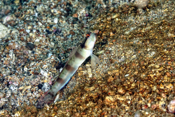 A picture of a diagonal shrimp goby in the sand A picture of a diagonal shrimp goby in the sand shrimp goby stock pictures, royalty-free photos & images