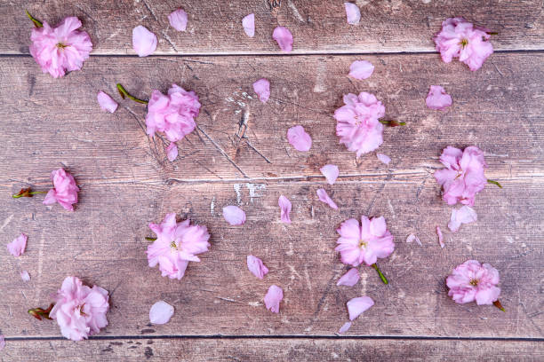 istock Ornamental pink cherry tree blossom background 1315232864