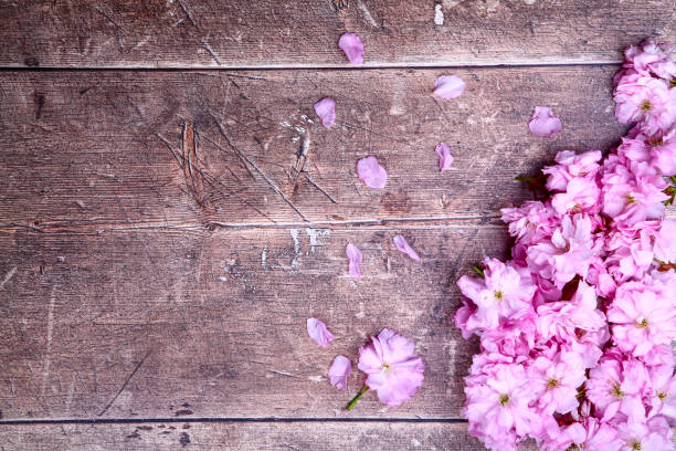 istock Ornamental pink cherry tree blossom background 1315232913