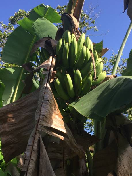 130+ Food Cuba Banana Tree Banana Stock Photos, Pictures & Royalty-Free ...