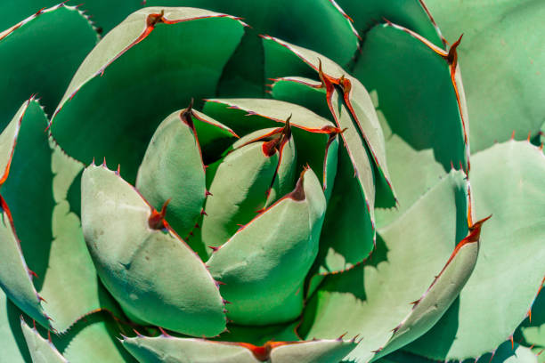 istock Succulent in the park, natural background 1315234021