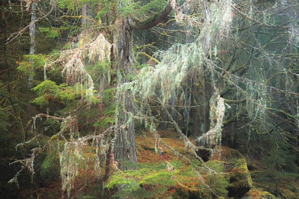 A majestic lichen covered pine tree guards a dark forest woodland at the Hermitage near Dunkeld, Scotland