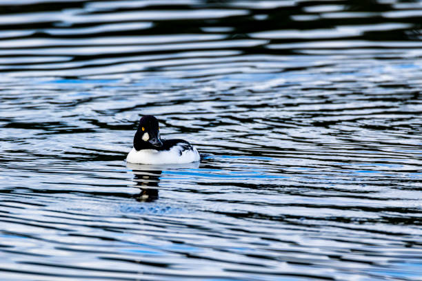 istock Golden eye Duck 1315235946