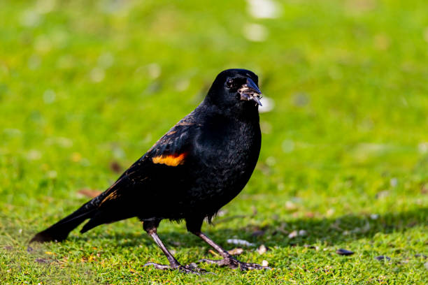 The tricolored blackbird feeding on the green grass